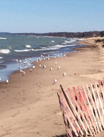Walking Distance To Beach And Shops نيو بوففالو المظهر الخارجي الصورة